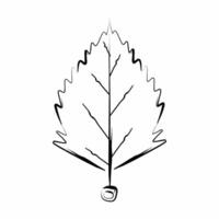 an autumn leaf is drawn in black and white on a white background vector