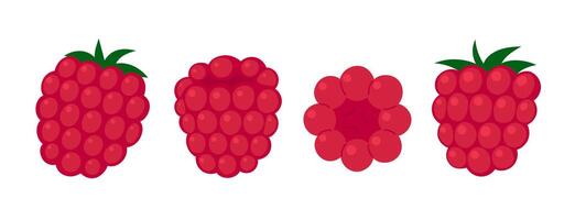 Raspberry set. Fresh summer juicy berry. Flat illustration isolated on white background vector