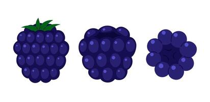 Blackberry set. Fresh summer juicy berry. Flat illustration isolated on white background vector