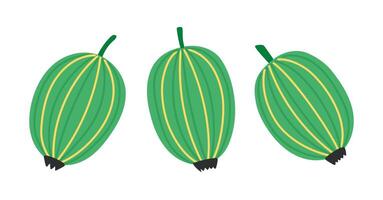 Gooseberry set. Fresh summer juicy berry. Flat illustration isolated on white background vector