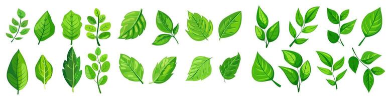 featuring eight different types of green leaves. Each leaf showcases unique shapes and vein patterns. graphic, clean, and vibrant, ideal for nature, eco-friendly projects vector