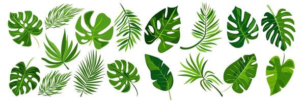 features eight different types of green leaves, each with distinct shapes, botanical designs, ideal for nature, related graphics and design projects vector