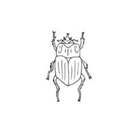 Hand drawn doodle sketch bug beetle vector