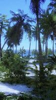 desert island with palm trees on the beach video