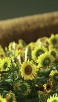 Sunflower fields in warm evening light video