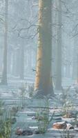 Impressive view of fog and sunlight after frost on the pine forest video