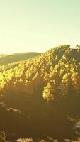 Aerial drone view of a mountain forest with colorful autumn trees video