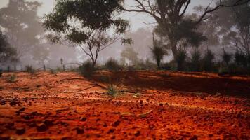 Red Dirt Field With Trees video