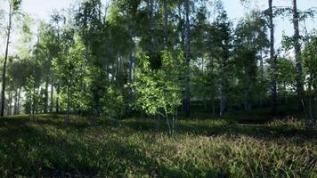 Wooded Area With Birch Trees video
