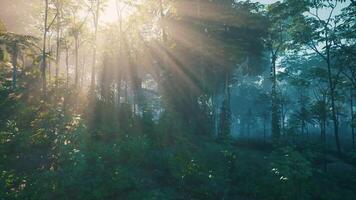 Sun Shining Through Trees in Forest video