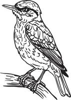 Artwork of dowitcher vector