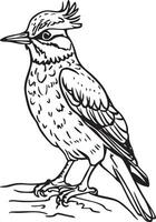 single-line drawing-of-a dowitcher vector