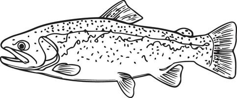 Artwork of trout fish vector