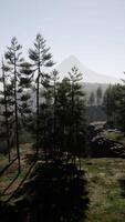 Pine tree forests at the base of mountain in sunny day of summer video