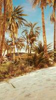 palm trees and the sand dunes in Oasis video