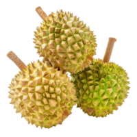 A trio of whole durians with their distinctive spiky shells, captured in high detail against a stark black background. png