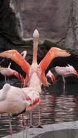 Flamingos courting just in advance of mating season. Flamboyance of Flamingo During Mating Season, doing mating Dance during mating season on the lake in the National park. Vertical shot video