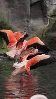 Flamingos courting just in advance of mating season. Flamboyance of Flamingo During Mating Season, doing mating Dance during mating season on the lake in the National park. Vertical shot video