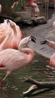 Flamingos courting just in advance of mating season. Flamboyance of Flamingo During Mating Season, doing mating Dance during mating season on the lake in the National park. Vertical shot video
