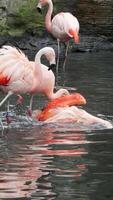 Flamingos courting just in advance of mating season. Flamboyance of Flamingo During Mating Season, doing mating Dance during mating season on the lake in the National park. Vertical shot video