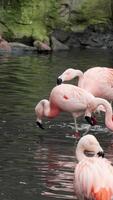 Gorgeous pink flamingos on the lake. Lot of flamingos hibernate in warm areas waiting to return home. American flamingo or Caribbean flamingo is looking for food in water. High quality vertical shot video