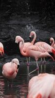 Gorgeous pink flamingos on the lake. Lot of flamingos hibernate in warm areas waiting to return home. American flamingo or Caribbean flamingo is looking for food in water. High quality vertical shot video
