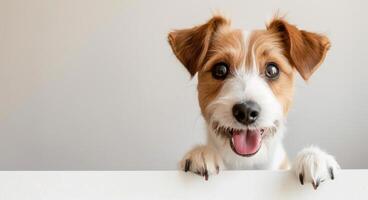 Happy Dog Peeking Over White Surface photo