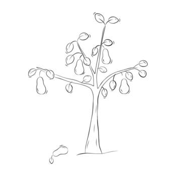 Sketch of a pear tree. Simple illustration in doodle style vector