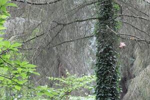 nature background photo