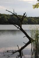 simple nature background photo