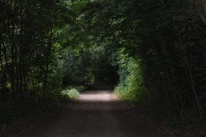simple nature background photo