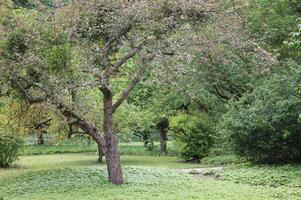 simple nature background photo
