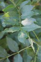 simple nature photo