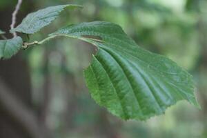 nature background theme photo