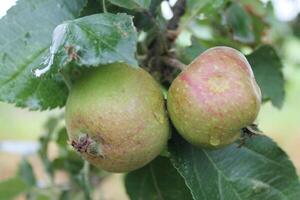 photo of wild apples