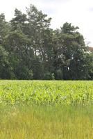 nature background theme photo