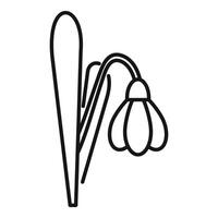 Snowdrop flower growing with stem and leaf vector