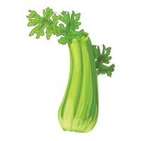 Fresh celery stalk standing upright on white background vector