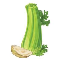 Fresh celery vegetable with root and leaves showing vector