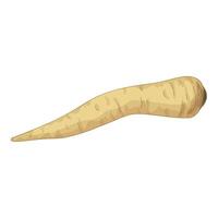 Single parsnip lying horizontally on white background vector