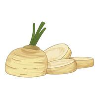 Fresh celery root with green stem and slices vector