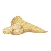 Fresh parsnip root being sliced for a healthy meal vector