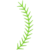 Double curved branch of green spruce. Realistic sprig with small needles winter decor png