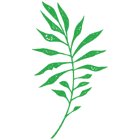 Simple hand drawing green tropical eucalyptus branch with fresh leaves and stem grunge texture png