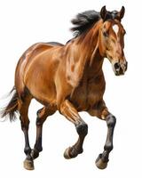 Brown Horse Running Isolated on White Background photo