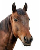 Close Up Portrait Of A Brown Horse With Dark Mane photo
