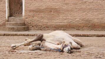 Close up Domestic camel for tour activities lay tired on ground in shadow in hot summer day outside in famous landmark video