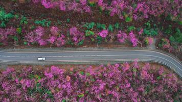 View from a drone vertically down on an asphalt road in the forest at dawn. video