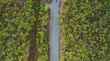 View from a drone vertically down on an asphalt road in the forest at dawn. video