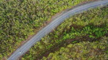 View from a drone vertically down on an asphalt road in the forest at dawn. video